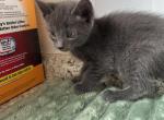 Olive - Russian Blue Kitten For Sale - 