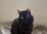 Noodle - Domestic Cat For Sale - San Antonio&comma; TX&comma; US