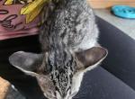 Savannah Kittens - Savannah Kitten For Sale - Cedar Springs&comma; MI&comma; US