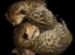 Savannahs - Savannah Cat For Sale - Cedar Springs&comma; MI&comma; US