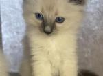 Female polydactyl ragamese - Ragdoll Kitten For Sale - Newbury&comma; MA&comma; US