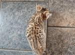 Bengal Kittens Vaccinated - Bengal Kitten For Sale - Cedar Springs&comma; MI&comma; US
