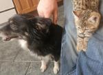 Bengal Kittens Vaccinated Payment Plans Available - Bengal Kitten For Sale - MI&comma; US