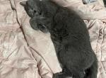 Mouse - Russian Blue Cat For Adoption - La Quinta&comma; CA&comma; US