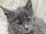 Female Maine Coon - Maine Coon Kitten For Sale - 