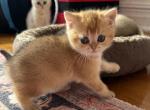 Riki - Scottish Straight Kitten For Sale - Brooklyn&comma; NY&comma; US