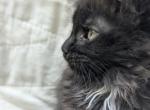 TICA Maine Coon - Maine Coon Kitten For Sale - 