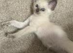 Purebred Siamese - Siamese Kitten For Sale - Philadelphia&comma; PA&comma; US