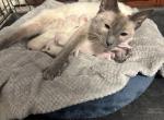 Purebred Siamese - Siamese Kitten For Sale - Philadelphia&comma; PA&comma; US