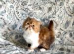 PENDING Pearl the chocolate calico - Persian Kitten For Sale - Delta&comma; PA&comma; US