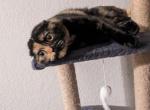 Shea - Scottish Fold Cat For Sale - White Deer&comma; TX&comma; US