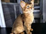 Tynn - Somali Kitten For Sale - 