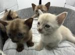 Burmese - Burmese Kitten For Sale - Jamesport&comma; MO&comma; US
