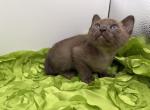 Tonkinese - Tonkinese Kitten For Sale - Jamesport&comma; MO&comma; US