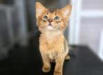 Lynsie - Somali Kitten For Sale - St&period; Petersburg&comma; FL&comma; US