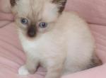Grumpi's 4 girls - Snowshoe Kitten For Sale - Walterboro&comma; SC&comma; US