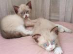 Grumpi's 4 girls - Snowshoe Kitten For Sale - Walterboro&comma; SC&comma; US