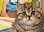 Molly - Scottish Straight Kitten For Sale - Brooklyn&comma; NY&comma; US