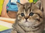 Molly - Scottish Straight Kitten For Sale - Brooklyn&comma; NY&comma; US