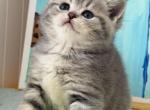 Mamba - Scottish Straight Kitten For Sale - Brooklyn&comma; NY&comma; US