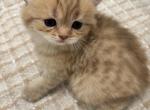 Gina - British Shorthair Kitten For Sale - 