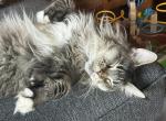 Lynx - Maine Coon Cat For Sale/Retired Breeding - PA&comma; US