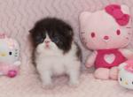 Show Quality Black and White Bi Color - Persian Kitten For Sale - 