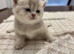 Lisa - British Shorthair Kitten For Sale - 