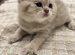 Emma - British Shorthair Kitten For Sale - 