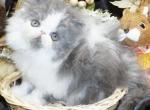 Show Quality Blue and White Bi Color - Persian Kitten For Sale - 