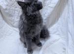 TICA Maine Coon Male - Maine Coon Kitten For Sale - 