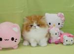 Show Quality Red and White Bi Color - Persian Kitten For Sale - 