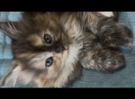 Mainecoon ragdolls - Maine Coon Kitten For Sale - 