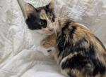 Adult Munchkin - Munchkin Cat For Sale - West Lafayette&comma; OH&comma; US