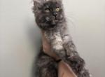 Freya silver torti - Maine Coon Kitten For Sale - 