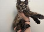 Fiona torti - Maine Coon Kitten For Sale - St&period; Louis&comma; MO&comma; US