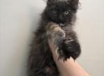 Fawn dark torti - Maine Coon Kitten For Sale - St&period; Louis&comma; MO&comma; US