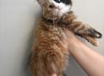 Goldie blue eye calico - Maine Coon Kitten For Sale - St&period; Louis&comma; MO&comma; US