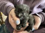 Lavender of Topaz - Polydactyl Kitten For Sale - 
