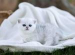 Ariel silver shaded munchkin girl with short legs - Munchkin Kitten For Sale - CA&comma; US