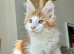 Jinx - Maine Coon Kitten For Sale - Brighton&comma; CO&comma; US