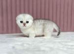 Aurora silver shaded munchkin scottish short legs - Munchkin Kitten For Sale - CA&comma; US