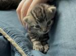 Marigold of Topaz - Polydactyl Kitten For Sale - WI&comma; US