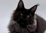 Micky - Maine Coon Kitten For Sale - Brighton&comma; CO&comma; US