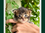 Felix - Maine Coon Kitten For Sale - Vass&comma; NC&comma; US