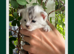 Sunshine - Maine Coon Kitten For Sale - Vass&comma; NC&comma; US