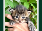Moka - Maine Coon Kitten For Sale - Vass&comma; NC&comma; US