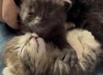 Tiger Lily of Topaz - Polydactyl Kitten For Sale - 