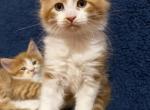 Cheddar - Maine Coon Kitten For Sale - Vernon&comma; NJ&comma; US