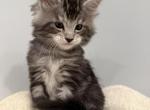 Titan - Maine Coon Kitten For Sale - Hatboro&comma; PA&comma; US